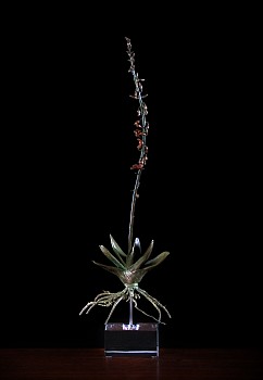 Gasteria brachyphylla