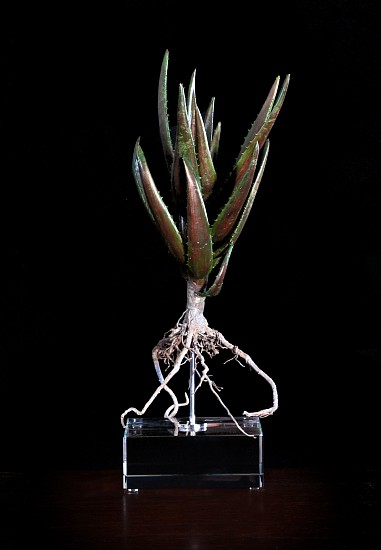 NIC BLADEN, ALOE BOOYSEN
2019, BRONZE AND STERLING SILVER