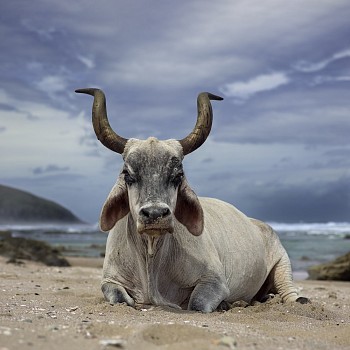 xhosa ox sitting on the shore. hluleka eastern cape south africa 4 december 2019. the bovine prophecy. dnaude