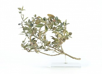 sideroxylon inerme small