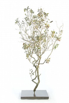 sideroxylon inerme v large