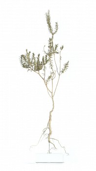 trichocephalus stipularis