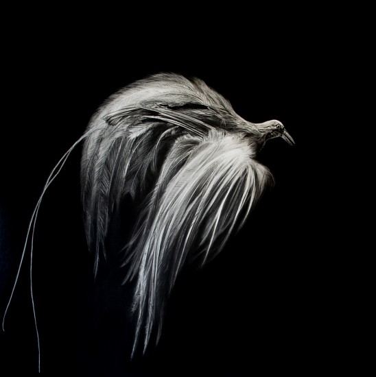 HENK SERFONTEIN, BIRDS OF PARADISE (CICINNURUS REGIUS)
CHARCOAL AND MIXED MEDIA ON ARCHIVAL PAPER